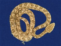 藏品(龜殼花)的圖片